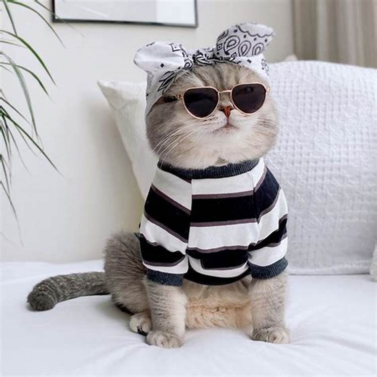 Gatos